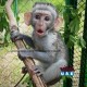 capuchin monkeys for sale in UAE