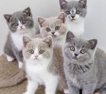 British Shorthair kittens