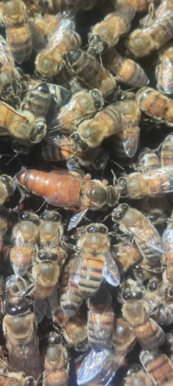 WhatsApp Image 2026-02-26 at 21.19.09