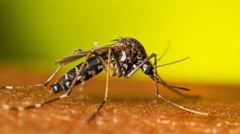 images (2) Need Reliable Mosquitoes Control Services in Dubai? Contact Al Falak