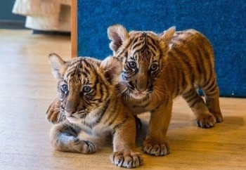 6nvqpc2wx8_Julie_Larsen_Maher_1494_Malayan_Tiger_Cubs_TAB_BZ_03_03_16 أشبال نمور صحية للبيع